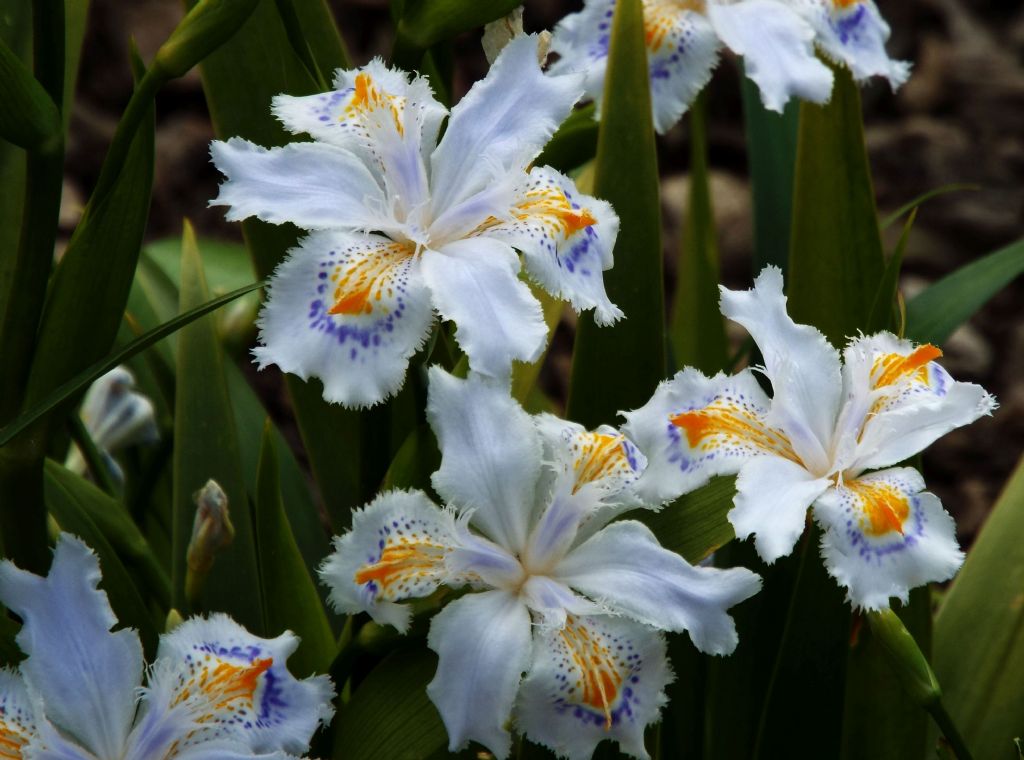 Iris japonica (Iridaceae) Italia [Cina, Giappone]